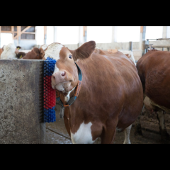 Kerbl Kratzbürste halbrund