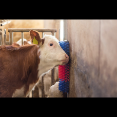 Kerbl Kratzbürste halbrund