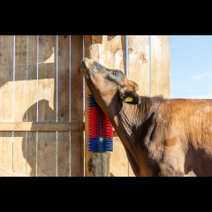Kerbl Kratzbürste halbrund