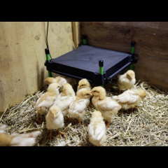 Kerbl Wärmeplatte für Küken CosyHeat, 30 x 30 cm, 25 W