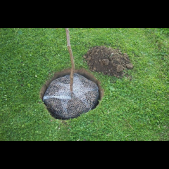 Kerbl Wühlmauskorb groß 60 cm