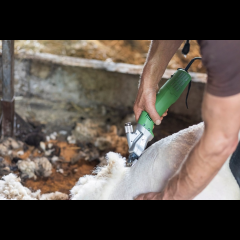 Kerbl Schafschermaschine Constanta4