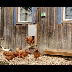 Kerbl Automatische Hühnertür mit Schiebetür 300 x 400 mm