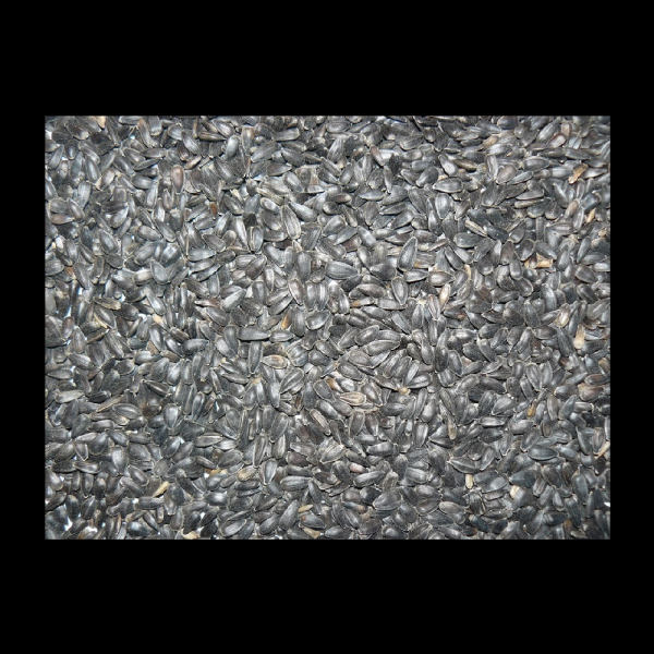 Sonnenblumenkerne schwarz