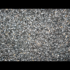 Sonnenblumenkerne schwarz